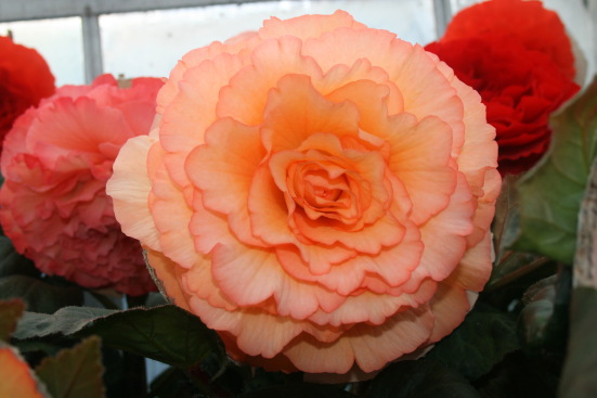 B. ‘Kirsty’